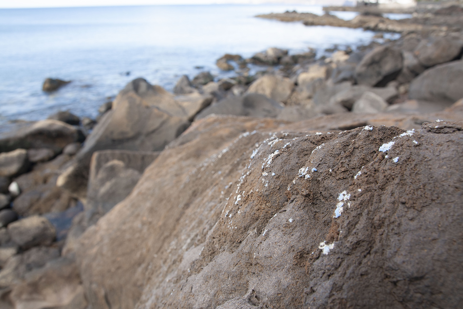 Le plasticroûte, une nouvelle roche formée par les déchets plastique s’étend sur le littoral à Madère. © Ignacio Gestoso